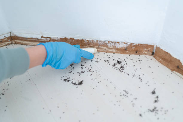 Best Ant Control Services  in Hightstown, NJ